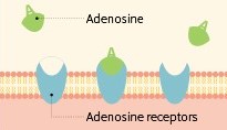 Cómo funciona la adenosina