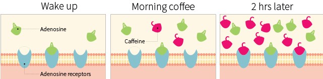 cómo actúa la cafeína ante el cansancio